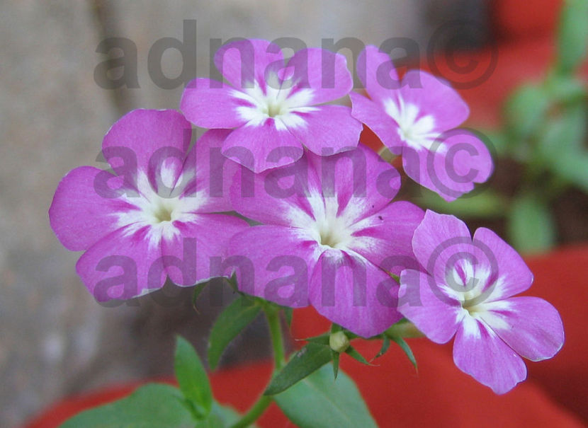  - Phlox drummondii