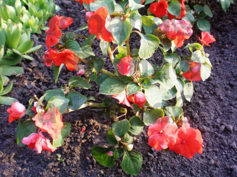  - Impatiens walleriana - Sporul casei