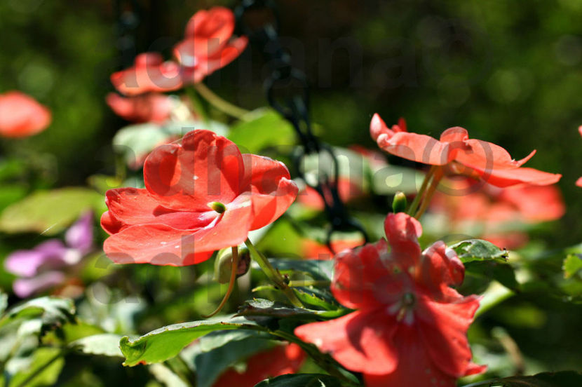  - Impatiens walleriana - Sporul casei