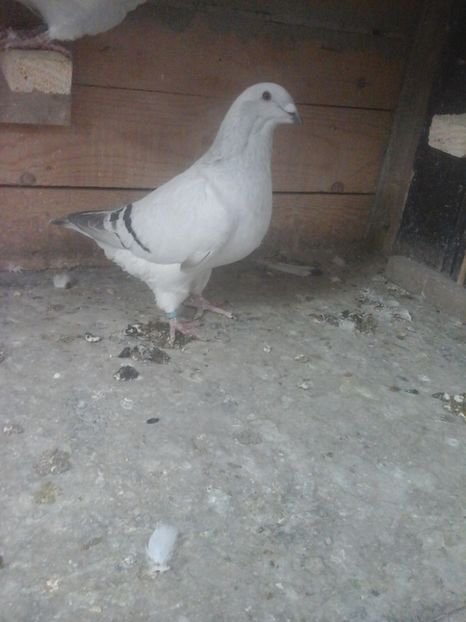  - VOIAJORUL ROMINESC DE FRUMUSETE