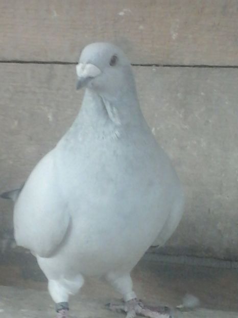  - VOIAJORUL ROMINESC DE FRUMUSETE