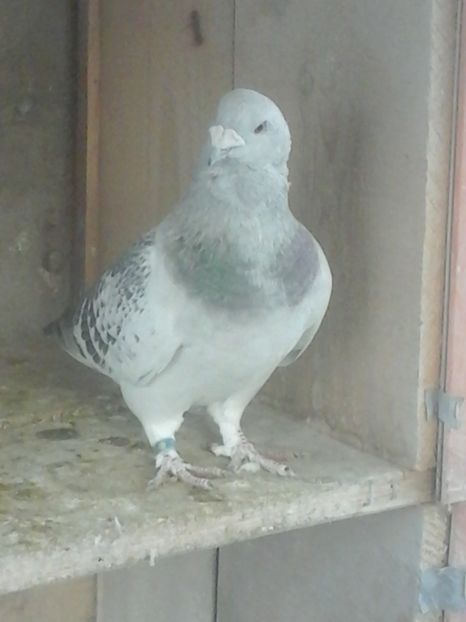  - VOIAJORUL ROMINESC DE FRUMUSETE