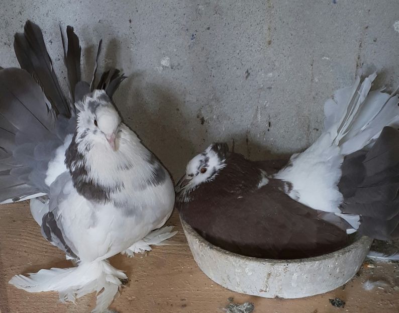  - Voltati indieni matca 2018