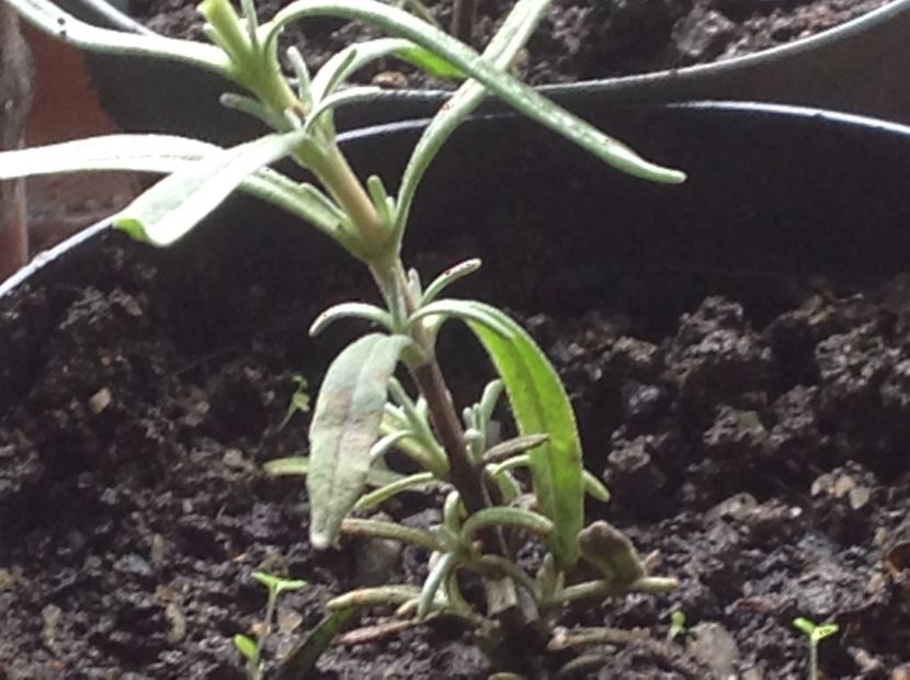  - Butasii de lavanda ciupiți