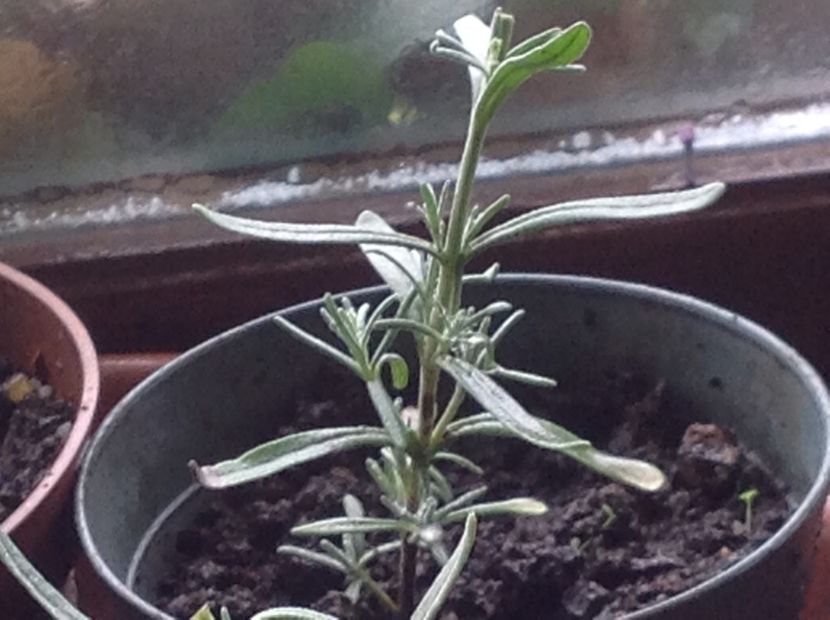  - Butasii de lavanda ciupiți