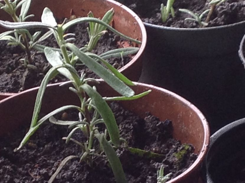  - Butasii de lavanda ciupiți