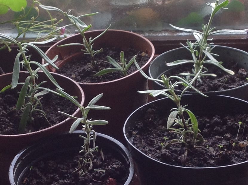  - Butasii de lavanda ciupiți