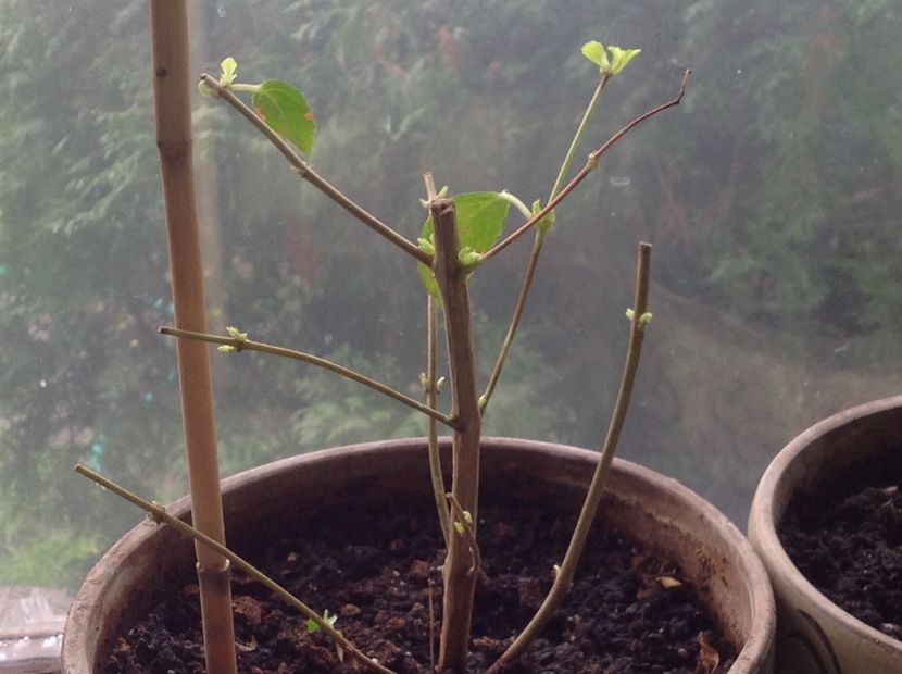  - Tăiere de igienizare fucsia