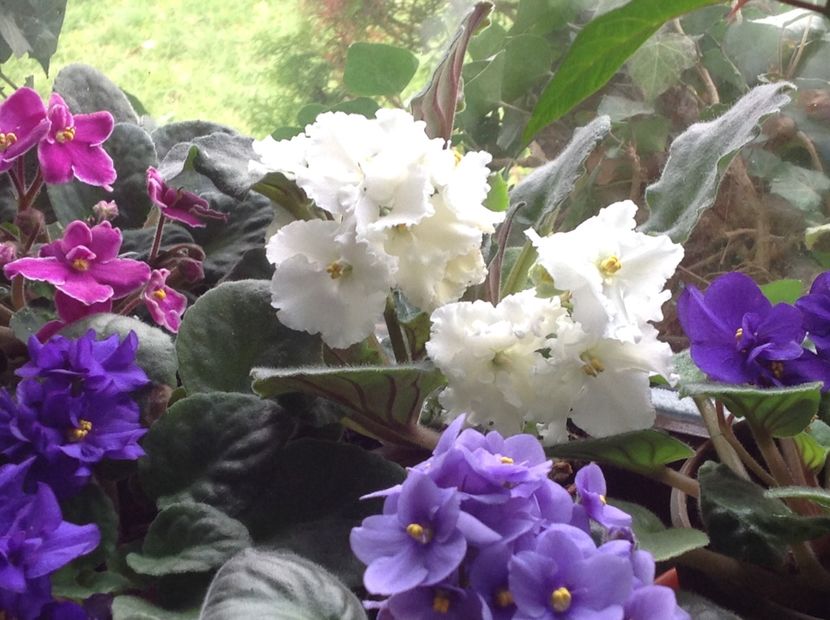  - Violete 2017 oct si inceput de 2018