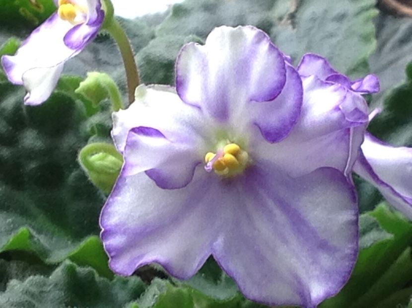  - Violete 2017 oct si inceput de 2018