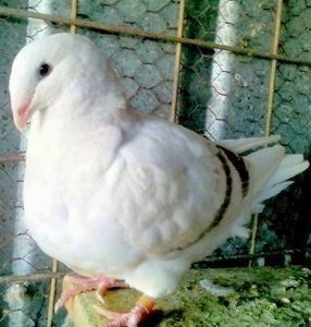 109971439_KJEQQFF - ARGINTII-VANDUTI