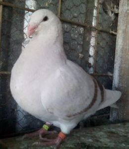 109771270_TQLYKNT3 - ARGINTII-VANDUTI