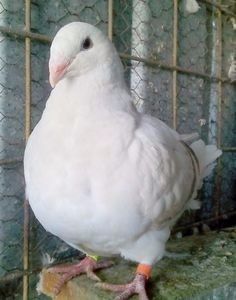 109957479_OFYFZIE3 - ARGINTII-VANDUTI