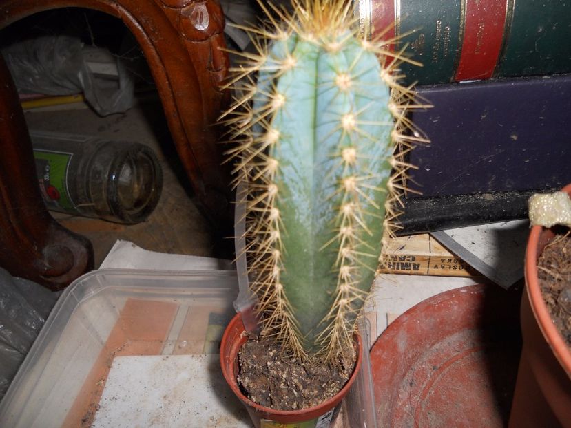 cactus - ionita86