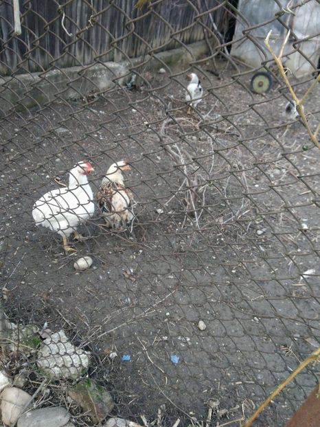 23599950_1533587260082494_1011050085_o - Gaini