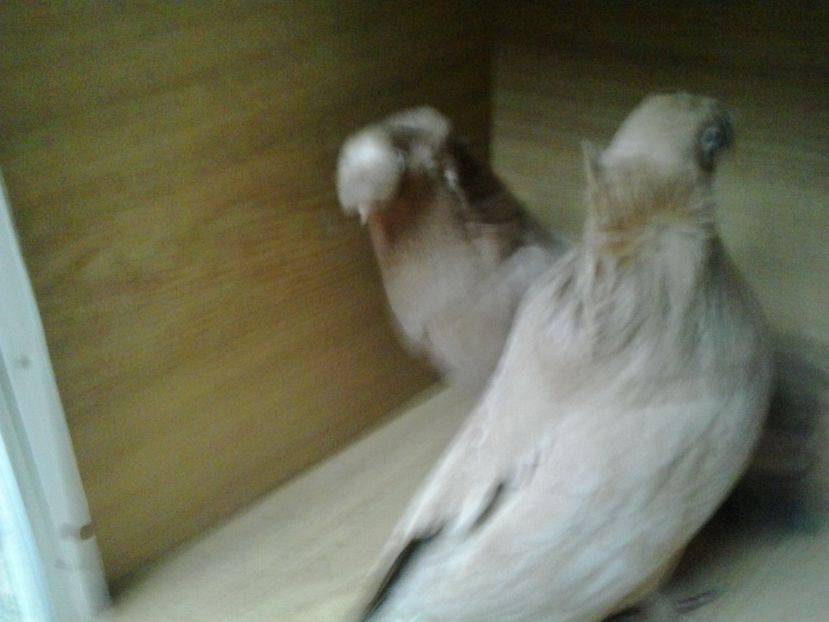 2017-11-12 15.10.20 - GENETICA