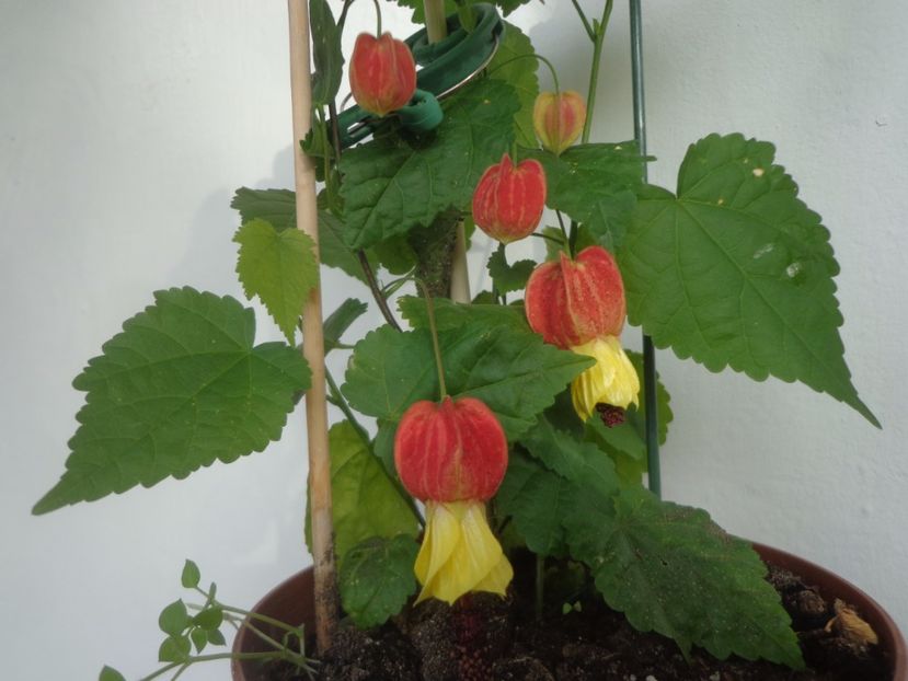 Abutilon  megapotamicum,calde multumiri! - Argumente