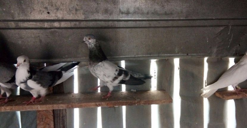 Mascul 2014 - 60 lei - De vanzare nov 2017