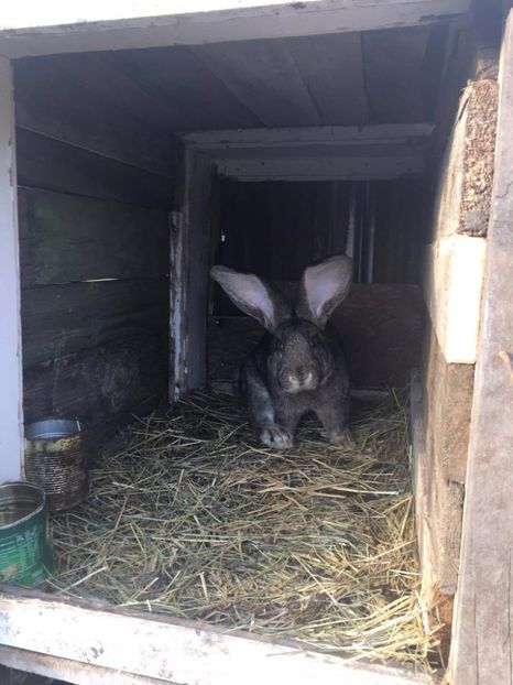 23584067_10210321446059442_418086913_o - Iepuri Urias german