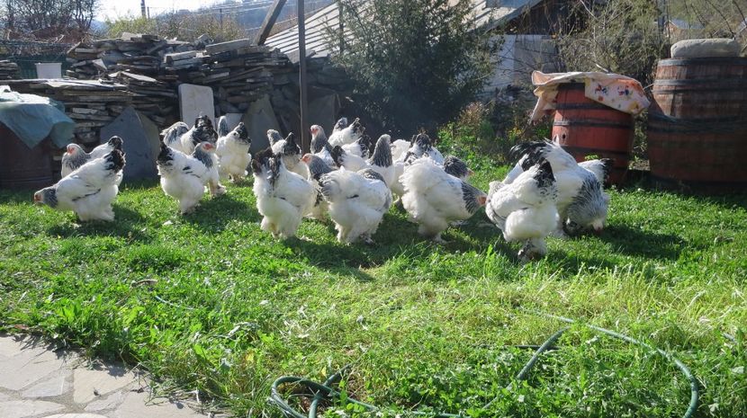  - brahma herminat deschis