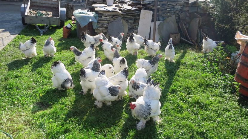  - brahma herminat deschis