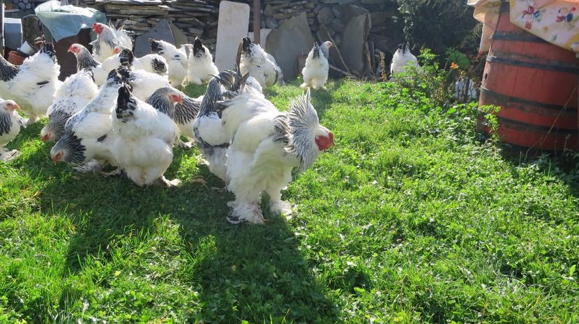  - brahma herminat deschis