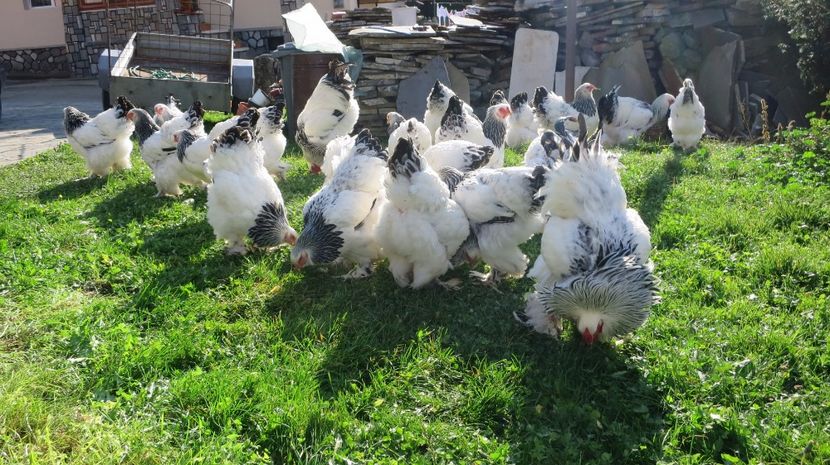  - brahma herminat deschis