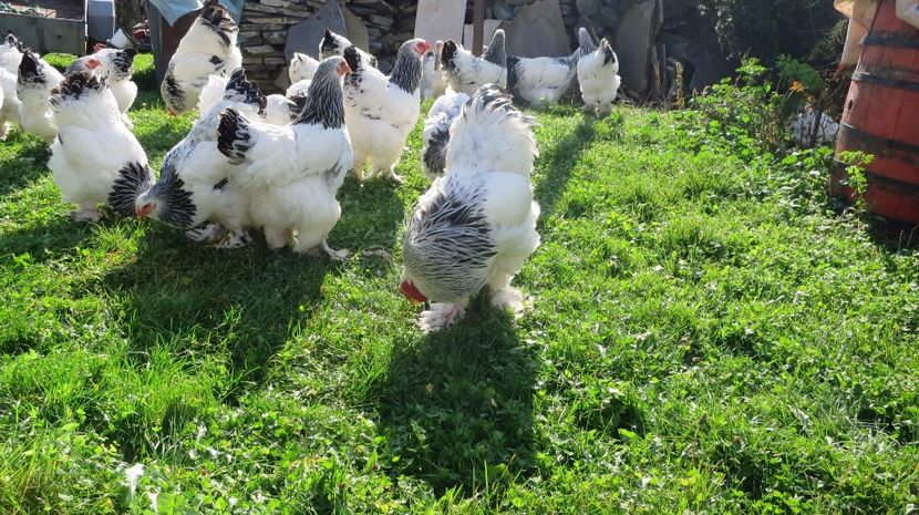  - brahma herminat deschis