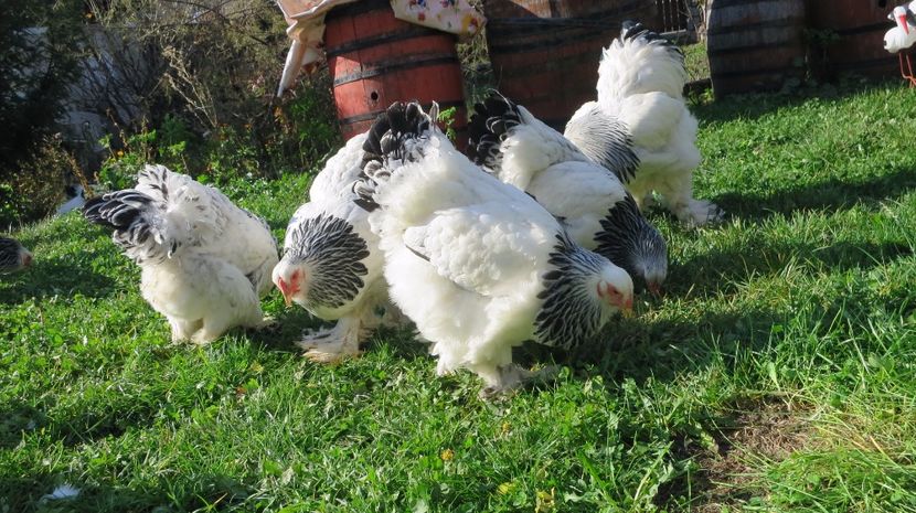  - brahma herminat deschis