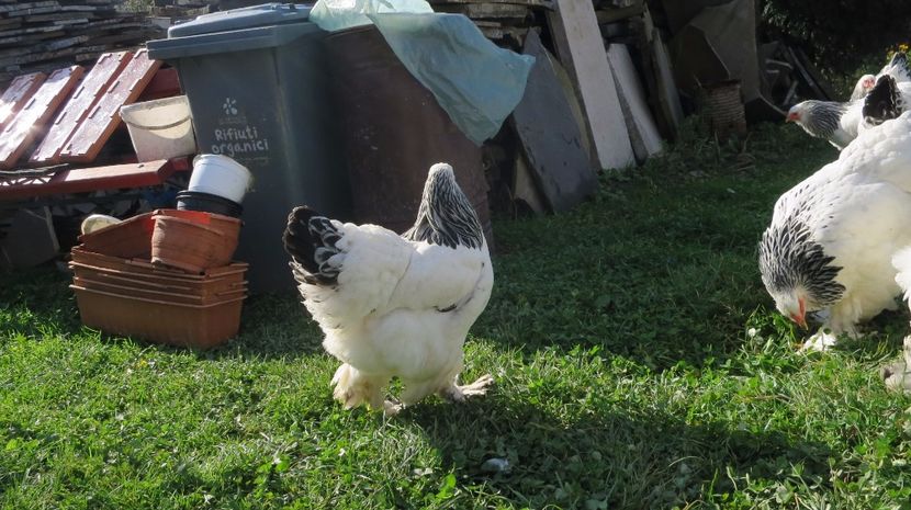  - brahma herminat deschis