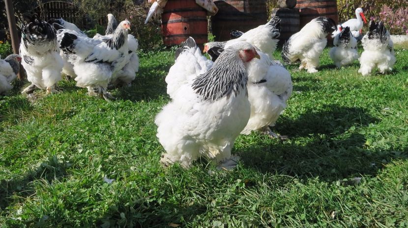  - brahma herminat deschis