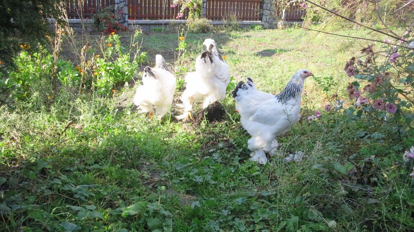  - brahma herminat deschis