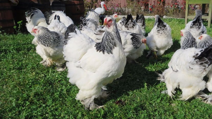  - brahma herminat deschis