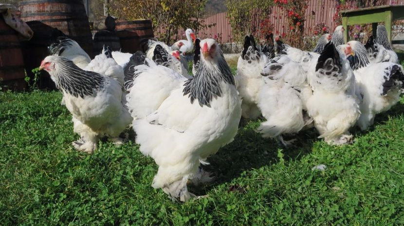  - brahma herminat deschis