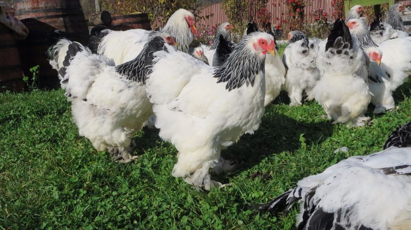  - brahma herminat deschis