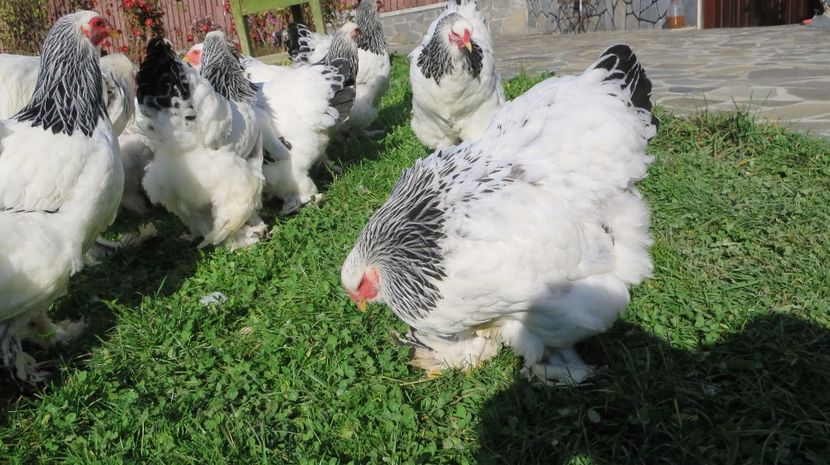  - brahma herminat deschis