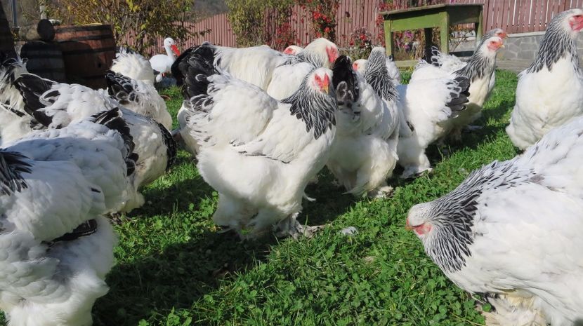  - brahma herminat deschis