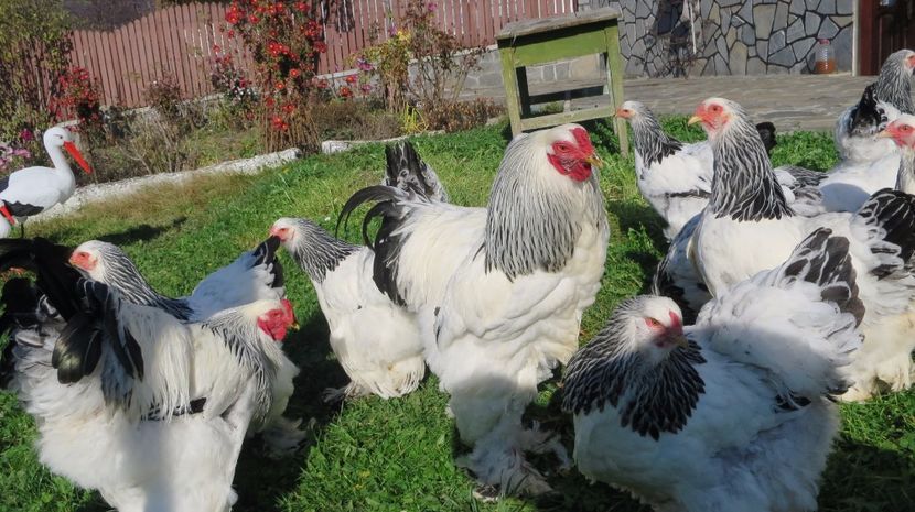  - brahma herminat deschis