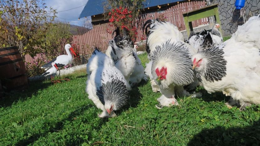  - brahma herminat deschis