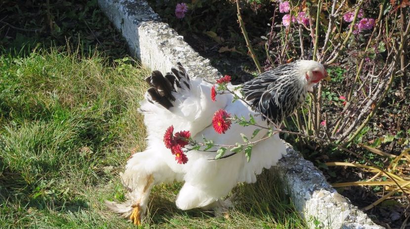  - brahma herminat deschis