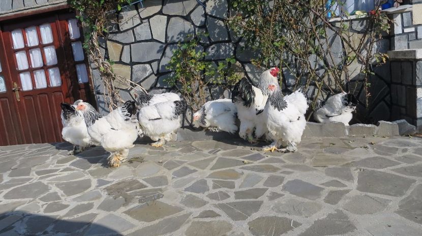  - brahma herminat deschis