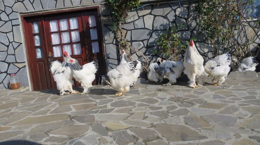  - brahma herminat deschis