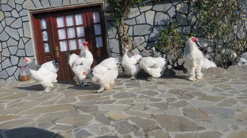  - brahma herminat deschis