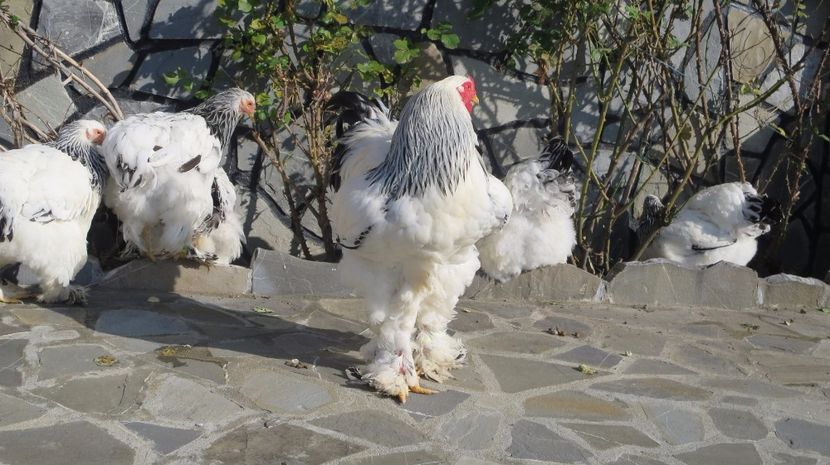  - brahma herminat deschis