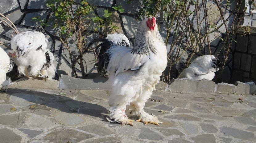  - brahma herminat deschis