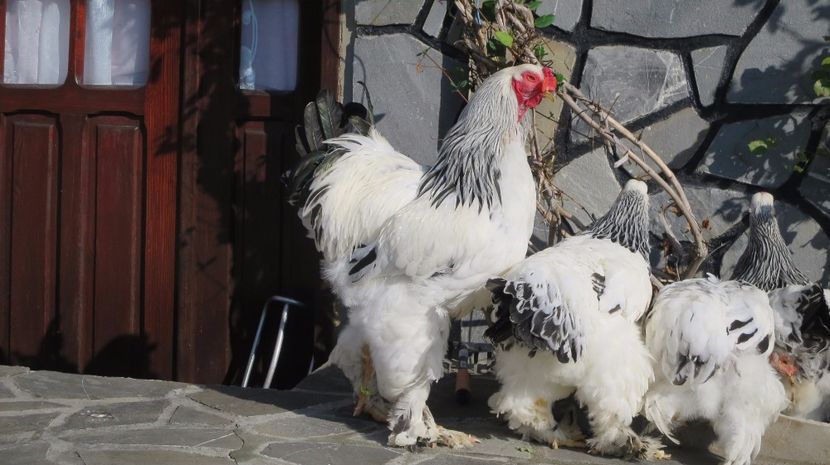  - brahma herminat deschis