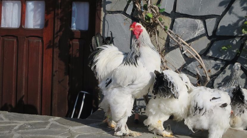  - brahma herminat deschis