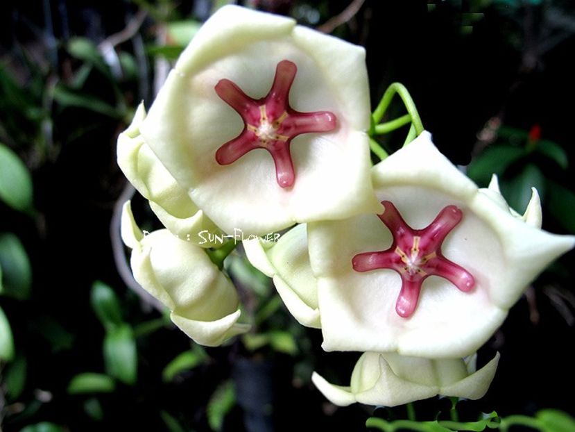 HOYA ARCHBOLDIANA WHITE - Hoya plante favorite