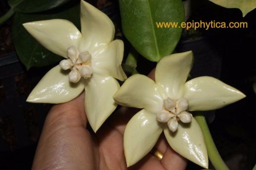 HOYA IMPERIALIS ALBAA - Hoya plante favorite