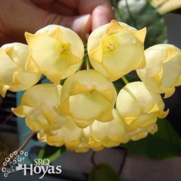 HOYA INFLATA O MADANGIA - Hoya plante favorite